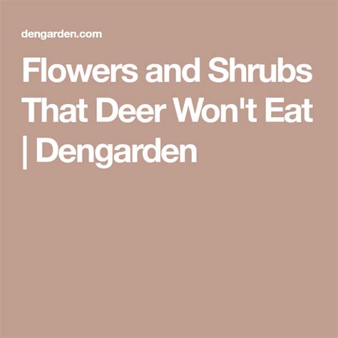 Flowers And Shrubs That Deer Wont Eat Shrubs Deer Eat