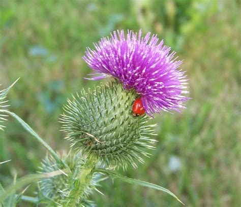 Scottish Thistle And Lady Bug By Deborah Macquarrie