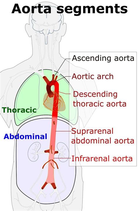Difference Between Ascending And Descending Aorta Compare The