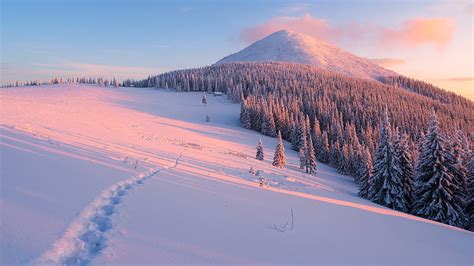 Hd Wallpaper Winter Forest Snow Sunset Traces Norway The Snow