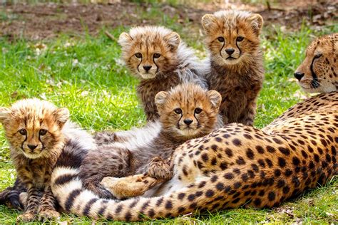 Baby Cheetah Cubs Are Usually Born In Litters Of 3 To 5 They Nurse For