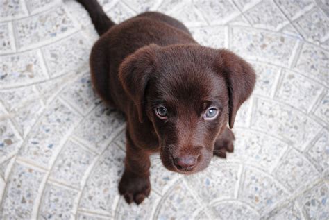 Free Images Puppy Animal Pet Vertebrate Labrador Retriever