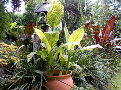 Canna are large tropical and subtropical perennial herbs. Victoria's backyard: August 2010