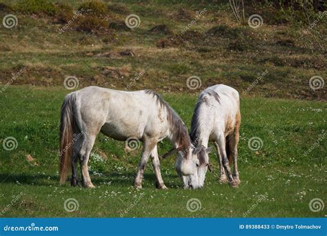 Two White Horses Graze In A Meadow Stock Image Image Of Eating Cute