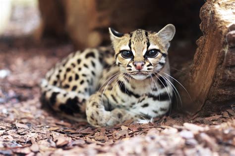 Prettiest Animal In The World 2021 The Top 20 World S Cutest Animals