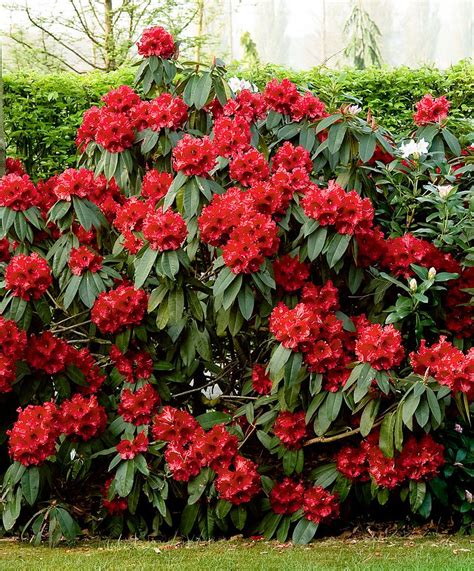 Fabulous Evergreen Shrub With Stunning Flowers In An Intense Red Colour
