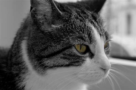 Cat Face Side View Close Up Free Image Download