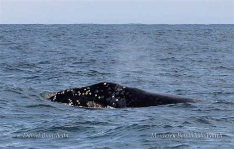 Rare North Pacific Right Whale Spotted In The Monterey Bay