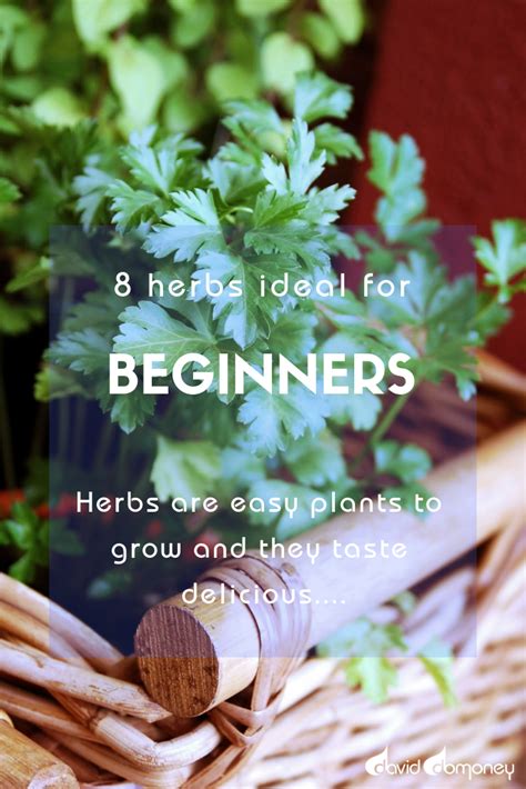 If you're thinking about getting a houseplant or two, any of. The 10 best herbs to grow for beginners - David Domoney ...
