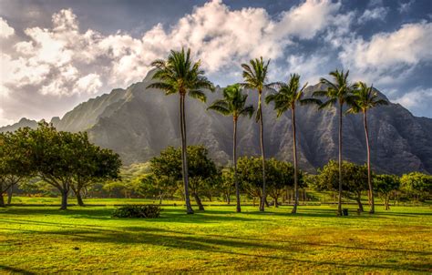Wallpaper Mountains Tropics Palm Trees Hawaii Images For Desktop