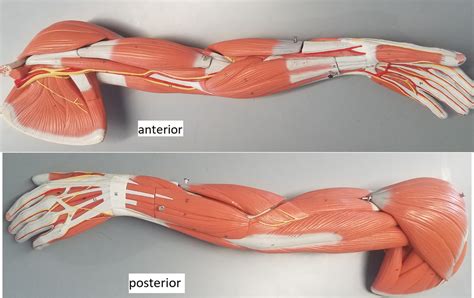 Muscles Of The Upper Arm Diagram Quizlet