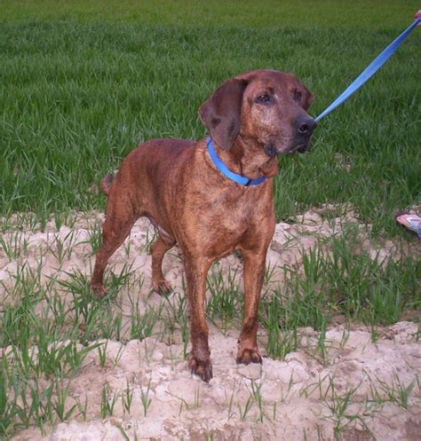 Join millions of people using oodle to find puppies for adoption, dog and puppy listings, and other pets adoption. Plott Hound Puppies Breeders Hounds