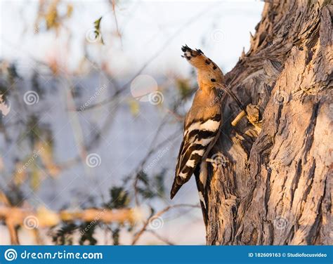A Eurasian Hoopoe Sitting On A Branch Of A Pine Tree Stock Image