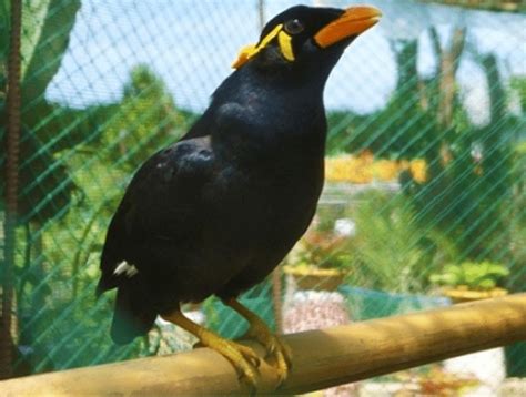 Berbagai Jenis Burung Beo di Indonesia dan Karakteristiknya