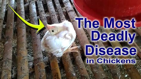 Poultry Newcastle Disease In Broiler Chicken Farm And Production Youtube