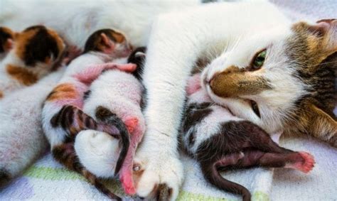 C Mo Saber Si Una Gata Est Embarazada Kitten Season Newborn Kittens