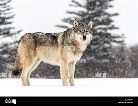 Canadian Timber Wolf Stands In The Snow Nanuk Lodge West Hudson Bay