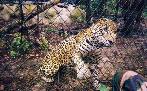 Jaguar In Belize Zoo Pics4learning