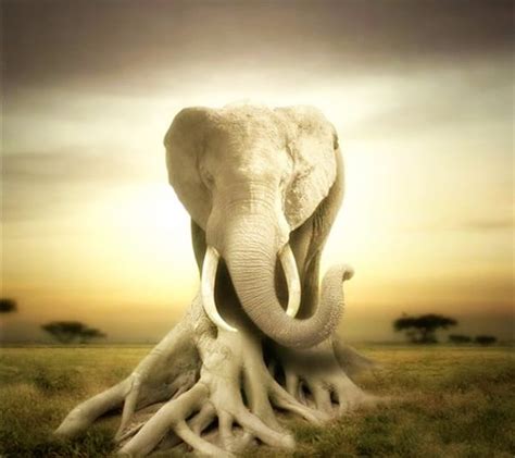 Elephant Photoshopped Animals Animals Fake Animals