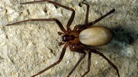 Learn to id a black widow spider and a brown recluse spider though this photo guide. Search, Google and Spider on Pinterest