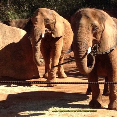 Elephant Exhibit Grant Park Zoo Atlanta