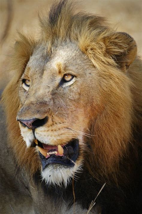 Lion King By Rudi Hulshof Photo 82676061 500px Lion Animals