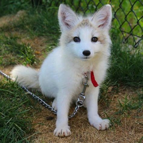 Domesticated Arctic Fox