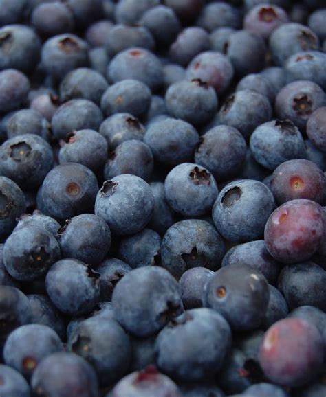 Local Organically Grown Frozen Blueberries Florida Fields To Forks