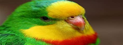Facebook Covers Animal Bird Head Parrot Facebook Covers Myfbcovers