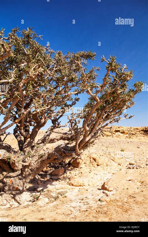Frankincense Tree In Wadi Dawkah Frankincense Nature Resort Dhofar