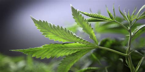 California Marijuana Legalization Ads Hit the Airwaves ...