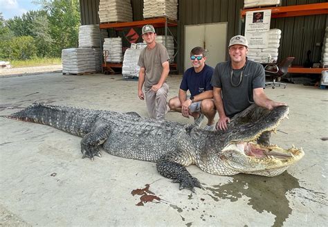 Record Breaking Alligator Captured In Opening Weekend Of Hunting Season