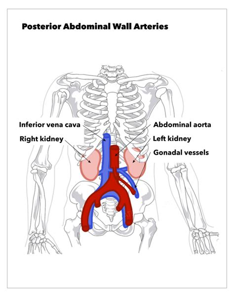 Abdominal Aorta And Inferior Vena Cava