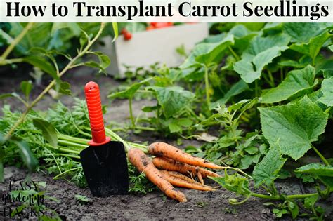 How To Transplant Carrot Seedlings Easy Gardening Hacks
