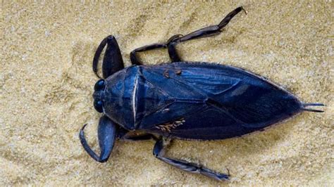 Keeping Giant Water Bugs A Beginners Guide