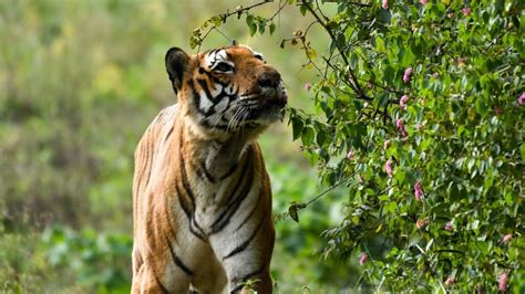 The Most Photographed Tiger Of South India The Prince Of Bandipur Tigers Of Bandipur