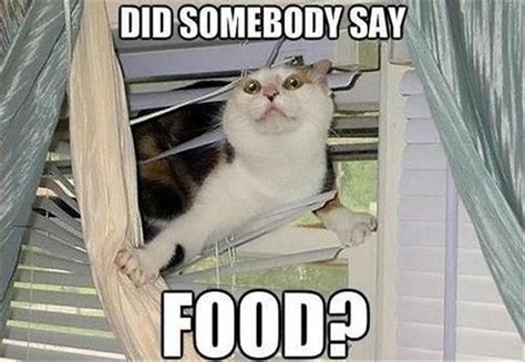Did Someone Say Food Funny Cat Pictures Dump A Day