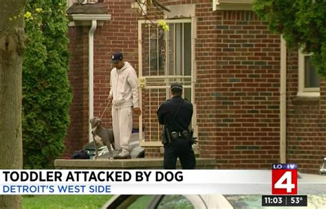 Deadline Detroit Detroit Pit Bull Attack On Boy 1 Stopped By Adults