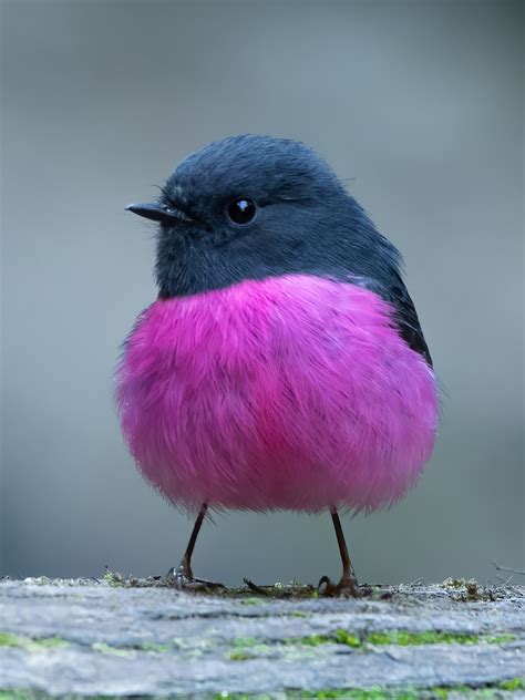Bbc Earth On Twitter On Wednesdays We Wear Pink 💁‍♀️ The Pink Robin