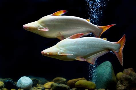 Large Freshwater Aquarium Fish Species Guide Build Your Aquarium