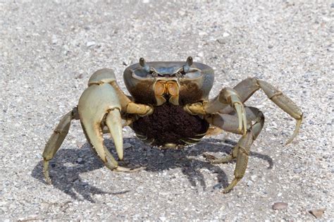 What Do Sea Crabs Eat Characteristics And Habits Of These Crustaceans