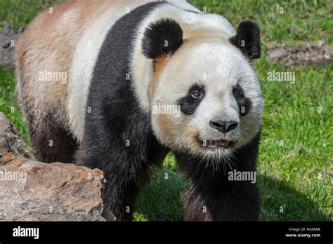 Giant Panda Ailuropoda Melanoleuca Close Up Portrait In Zoo Animal
