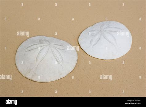 Sand Dollars Hi Res Stock Photography And Images Alamy