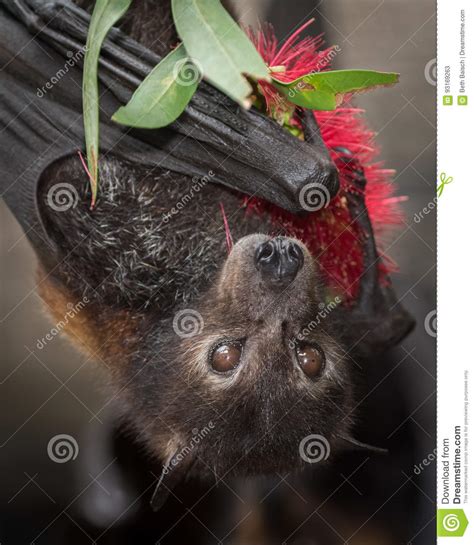 Black Flying Fox Bat With Bottlebrush Flower Stock Image Image Of