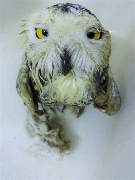 An Owl With Yellow Eyes Sitting In A Bathtub Filled With Water And Foam