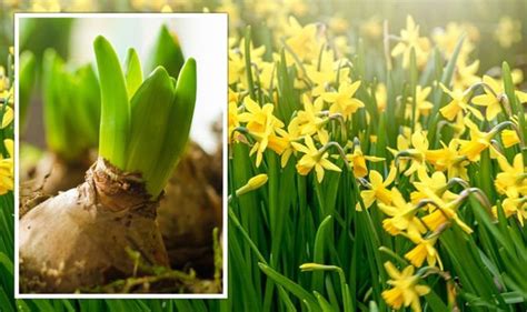 When To Plant Spring Bulbs The Key Guide For Every Garden Uk