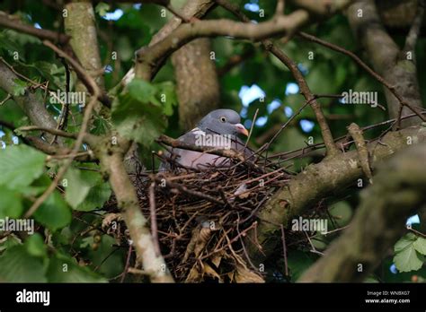 Pigeon Sitting Hi Res Stock Photography And Images Alamy