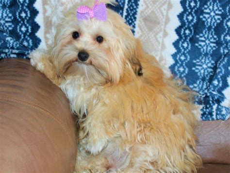 Our Adult Dogs Pure Breed Havanese In Chanhassen Mn