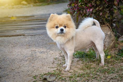 25 Awesome Pomeranian Haircuts To Try Today With Pictures Pet Keen