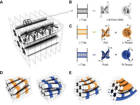 Folding DNA Into Twisted And Curved Nanoscale Shapes Science